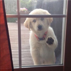 Meet your Posher, Mia